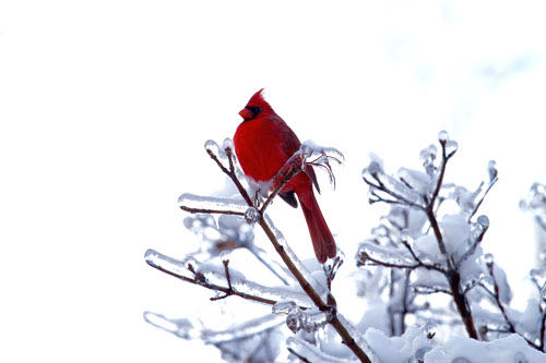Cardinal during snowmaggeddon